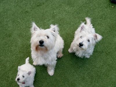 West Highland Terrier pups (2 boys 1 girl) in Kerry